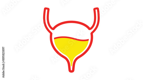 Simplified medical illustration of a human bladder filled with yellow liquid representing urine and renal system.