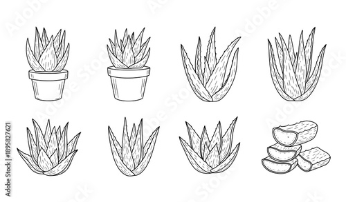 Hand-Drawn Aloe Vera Doodle Icon Set Vector Illustration