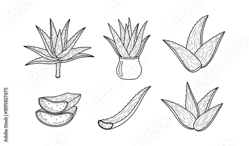 Hand-Drawn Aloe Vera Outline Vector Icons for Nature and Wellness