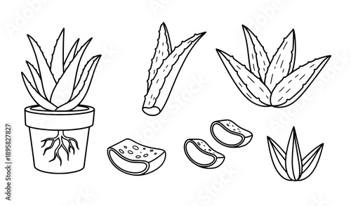 Aloe Vera Doodle Symbol Collection Vector with Hand-Drawn Outline Style