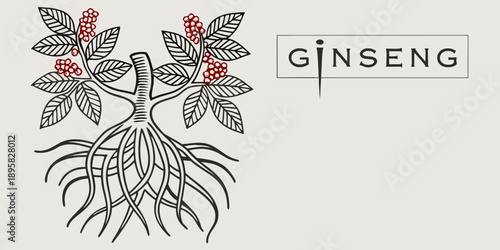 Detailed botanical illustration of ginseng plant with roots and red berries