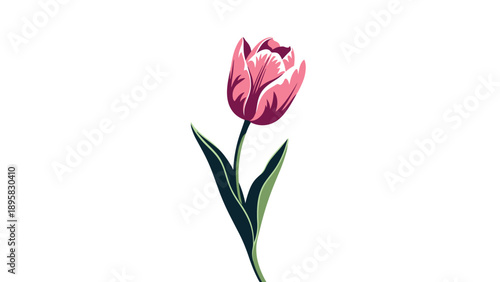 Single pink tulip flower with green leaves and long stem positioned vertically on plain white background for floral design project.
