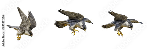 Konstfotografi Peregrine falcon diving and soaring isolated on white background, bird of prey h