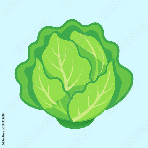 Fresh and crisp cabbage head illustration on a bright blue background