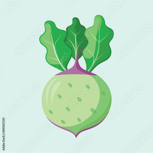 A stylized illustration of a fresh, healthy and nutritious kohlrabi vegetable
