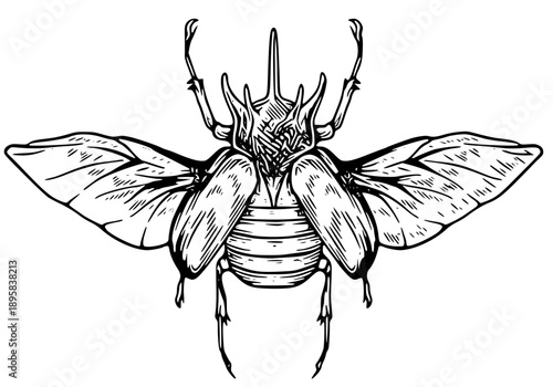 Detailed illustration of a beetle with large wings spread