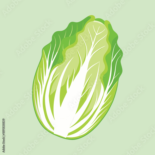 Vibrant illustration of a head of Chinese cabbage on light green background