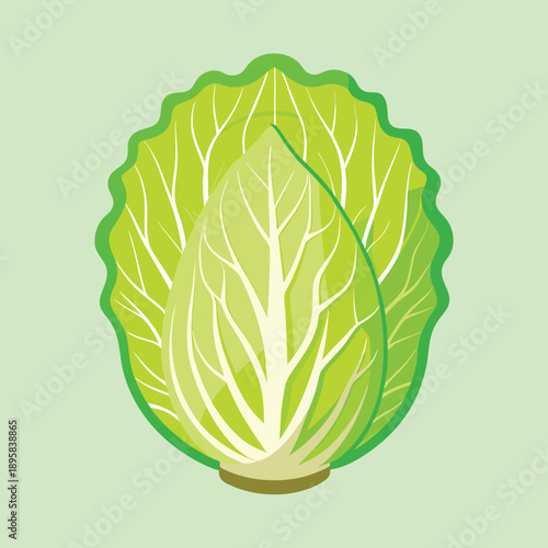 Vibrant and fresh green cabbage vector illustration on a light green background