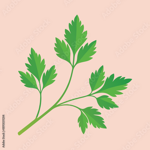 Vector illustration of a fresh green parsley sprig on a light background