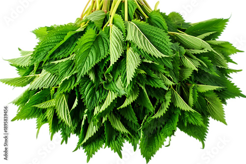 A lush, green bunch of fresh raspberry leaves or mint leaves, isolated as a transparent PNG.