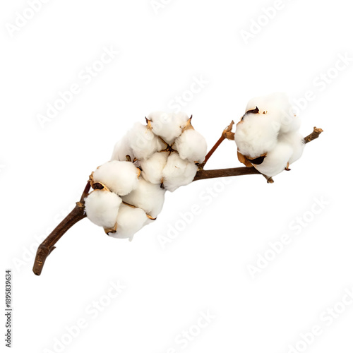 A delicate branch of a cotton plant with several soft, white bolls, isolated as a transparent PNG.
