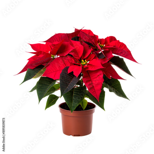 A beautiful red poinsettia plant in a pot, a classic Christmas decoration, isolated as a transparent PNG.