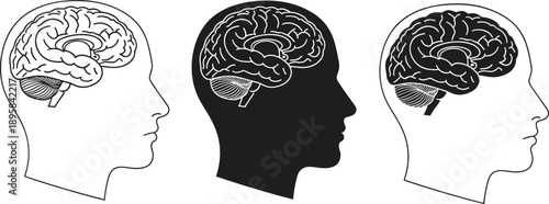 Human brain anatomy illustration showing detailed cerebrum, cerebellum, and brainstem inside side profile heads, medical vector design for science, education, and healthcare projects