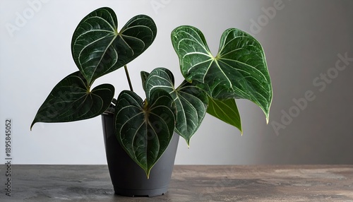 Anthurium plant in grey pot, large, textured leaves with prominent veins on counter, soft lighting, neutral backdrop