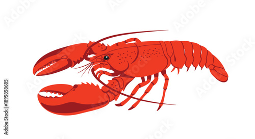Detailed illustration of a whole red cooked lobster with large claws is shown against a plain white background.