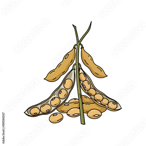 Soybean Pods with Seeds Illustration.