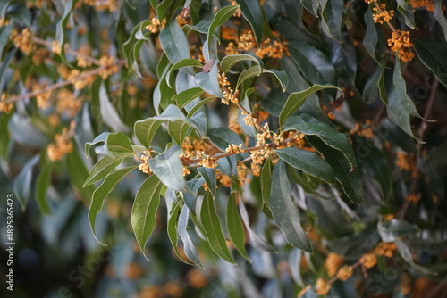 金木犀の花が咲く庭木