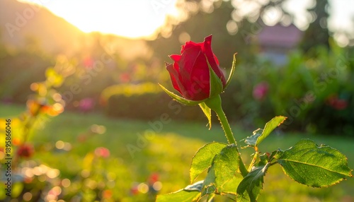 Budding red rose with green leaves in warm sunlight against a garden background