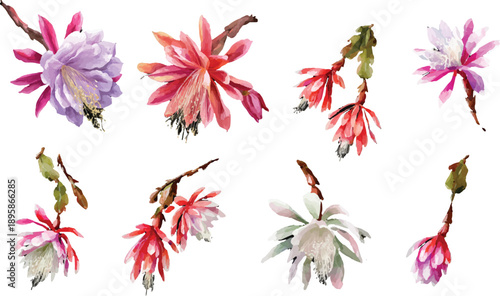 pink and white flowers