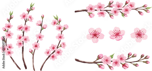 Cherry Blossom Branch Illustration Set Featuring Delicate Pink Sakura Flowers, Blooming Twigs, Buds, and Spring Botanical Elements in Soft Natural Style