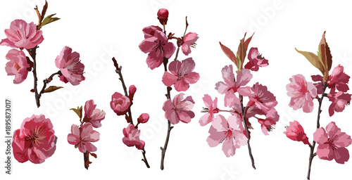 pink magnolia flowers isolated