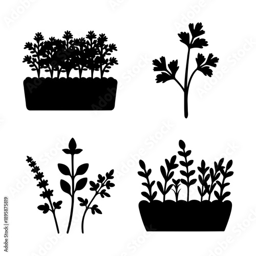 Silhouette Illustration of Various Herbs Growing in Containers and as Single Sprigs