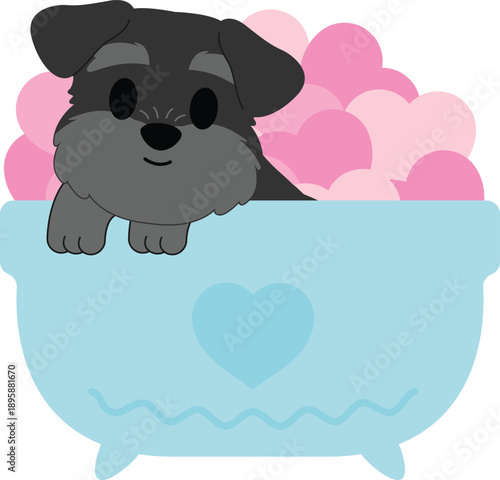 Adorable Schnauzer Puppy Bath Time