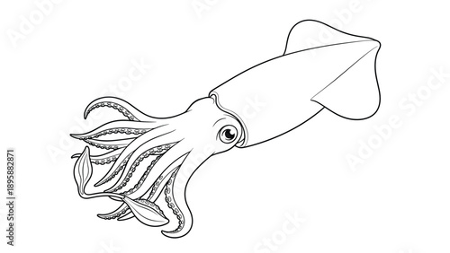 Detailed squid or cuttlefish line art illustration showcasing long tentacles and fins for a sea creature coloring activity book.