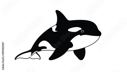 Majestic orca killer whale swimming through the water in a bold black and white marine life illustration for coloring books.