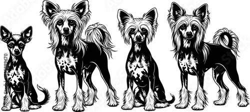 Set of Chinese Crested Dog Illustrations, Detailed Black and White Sketches of Crested Pups in Various Poses for Pet Lovers.