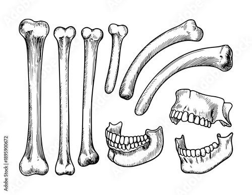 Collection of Hand Drawn Anatomical Bones and Jaws White Background anatomy skeleton