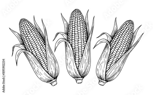 Hand Drawn Corn Cobs with Husks White Background maize grain