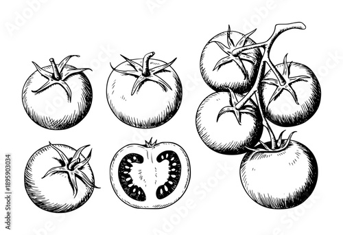 Hand Drawn of Tomatoes White Background food fruit