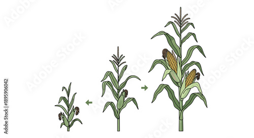 Biological illustration showing the sequential growth stages of a maize corn plant from a small sprout to maturity.