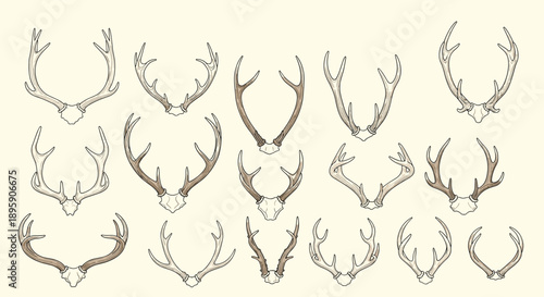Large collection of detailed hand-drawn sketches featuring various deer and elk antlers in different shapes and sizes on cream background.