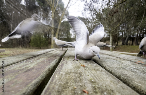 Pigeons eating peanuts