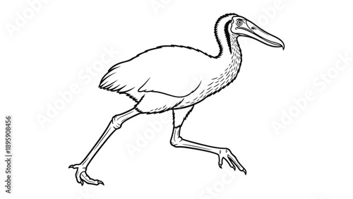 A Curious Stroll: An illustration capturing the distinctive features of a bird in a dynamic walking pose, presented in a clean, uncluttered style. 