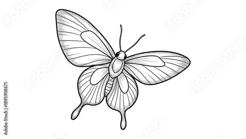 Butterfly's Intricate Wings: Captivating illustration showcases a delicate butterfly with meticulously detailed wings, portraying a symphony of nature's design.