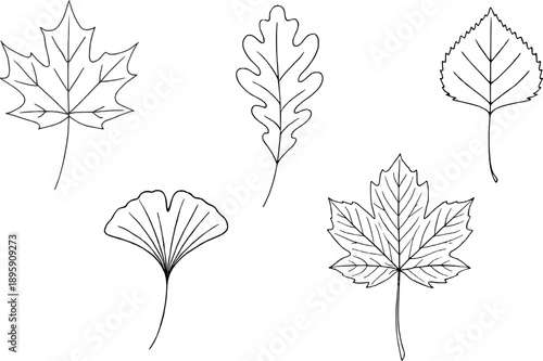 Autumn leaves botanical line art vector collection set