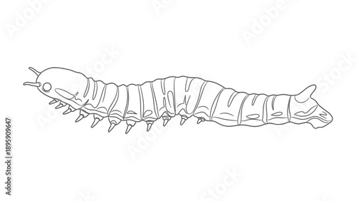 Caterpillar Sketch: A detailed line drawing showcases the segmented body of a caterpillar, highlighting its intricate features and segmented form.