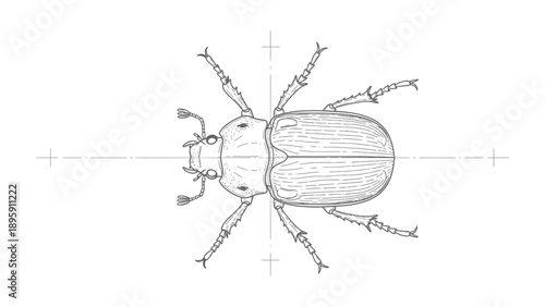 Insect Anatomy Study: An illustrative depiction of an insect from a top-down perspective, showcasing intricate details. 