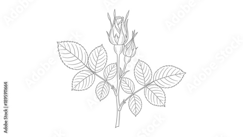 Budding Botanical Elegance: An elegant sketch showcases the delicate form of a rose, with its tender buds and leaves, capturing the essence of botanical beauty.