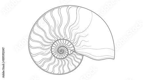 Nautilus Shell Pattern: A detailed illustration captures the intricate spiral pattern of a nautilus shell, showcasing its elegant form and mathematical precision. 