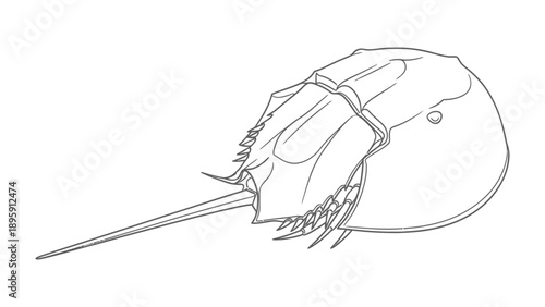 Ancient Mariner: A detailed illustration showcases the unique anatomy of a horseshoe crab, revealing its ancient lineage and intriguing form.