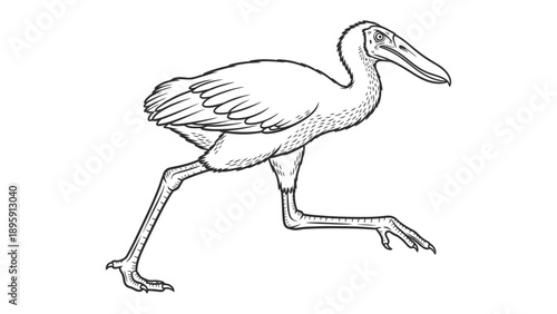 Shoebill Stork Illustration: A detailed black and white illustration of a Shoebill Stork, showcasing its distinctive features and elegant stride.