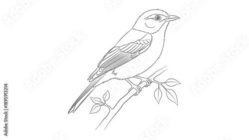Line Art Sketch of a Perched Bird: A minimalist line art sketch showcases a solitary bird, perched gracefully on a slender branch adorned with delicate leaves. Its gaze, a beacon of curiosity.