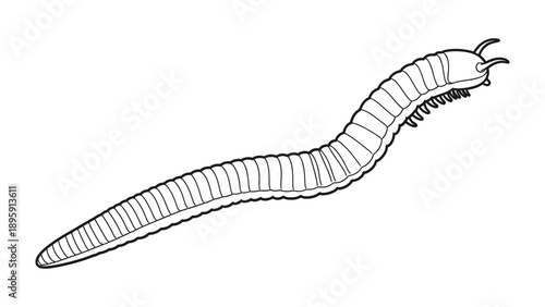 Centipede Illustration: A detailed black and white illustration of a centipede, showcasing its segmented body, numerous legs, and distinct antennae.