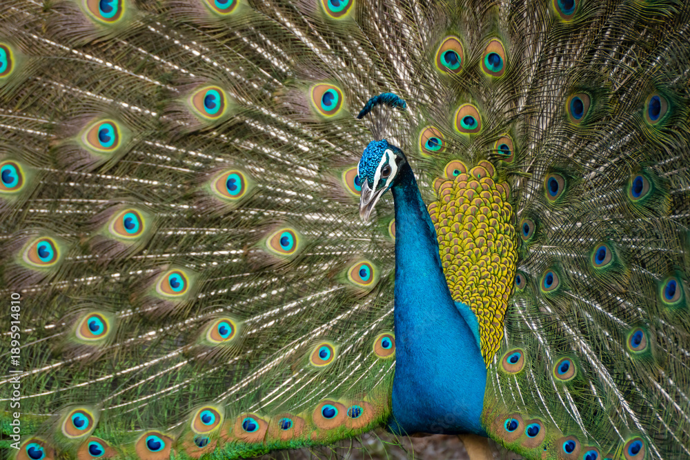 Fototapeta premium インドクジャク