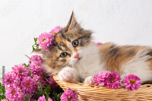 Very cute calico kitten in ...