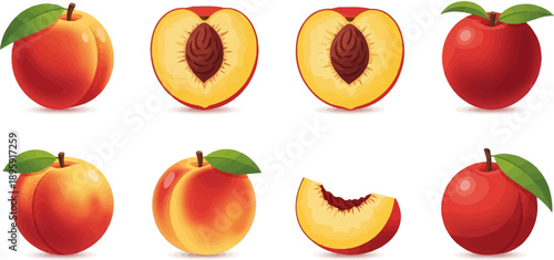 Colorful depictions of various peaches and nectarines, whole and sliced